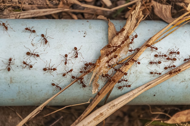 Free photo overhead shot of red ants on the steel blue pipe taken next to doi tao lake, thailand, asia