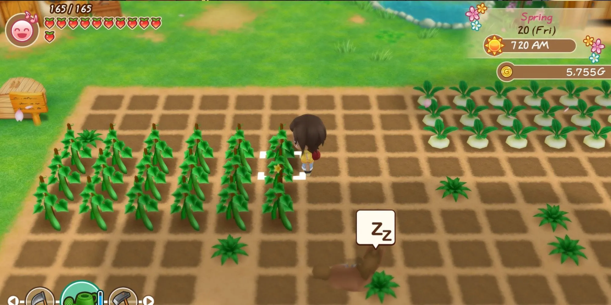 Cảnh làm nông nghiệp tại thị trấn Mineral Town trong Story of Seasons: Friends of Mineral Town