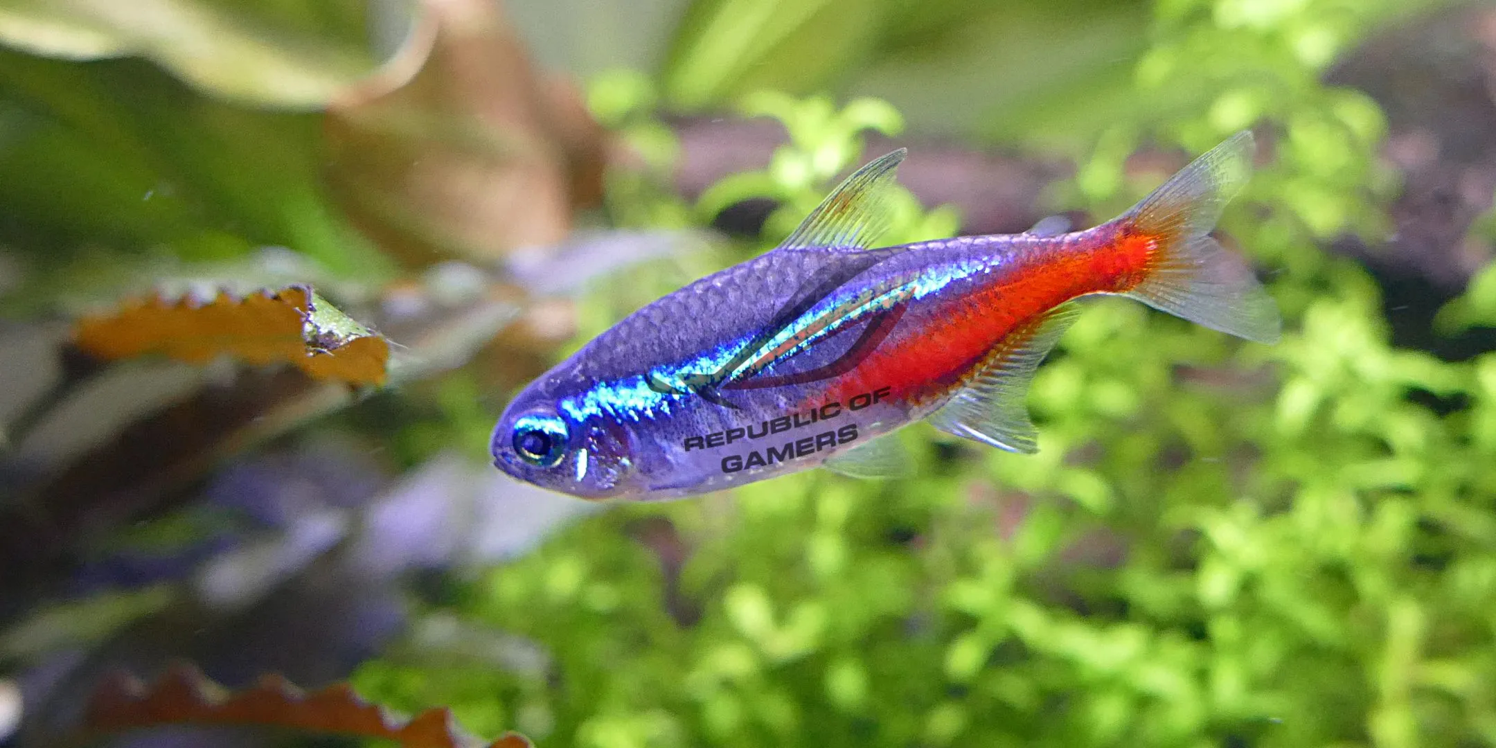 Cá Neon Tetra, loài cá cảnh phổ biến với màu sắc rực rỡ, được thêm logo Republic of Gamers (ROG).